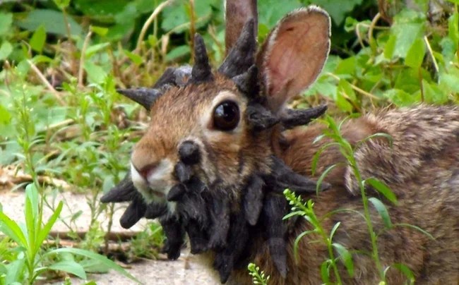 В США у диких кроликов появились щупальца на голове (7 фото)