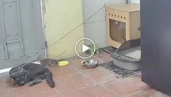 Ловушка для грызунов как китаец заменил цепного пса котом