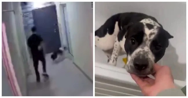 Неравнодушные люди спасли собаку, которую избивал хозяин (1 фото + 6 видео)