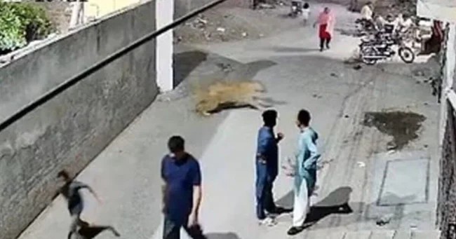 В Пакистане арестовали хозяев льва, напавшего на женщину с детьми (3 фото + 1 видео)