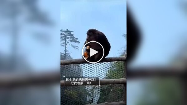 Турист ради смеха толкнул обезьяну в пропасть