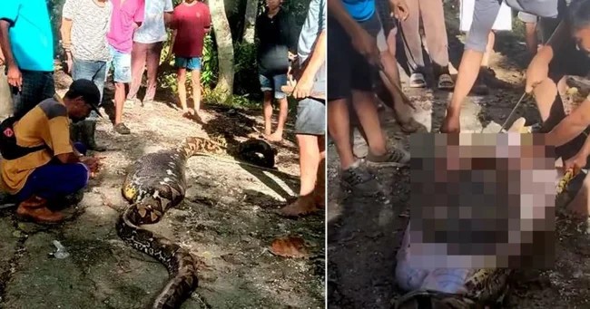 В Индонезии восьмиметровый питон проглотил фермера (4 фото + 1 видео)