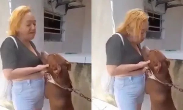 В Бразилии женщина потеряла губу после поцелуя с питбулем (2 фото + 1 видео)