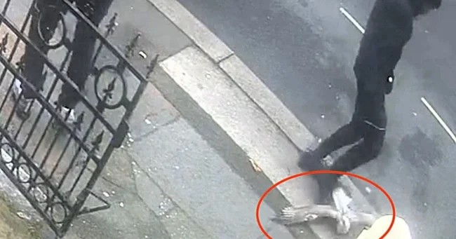 Британец затоптал чайку и попал в тюрьму (2 фото + 1 видео)