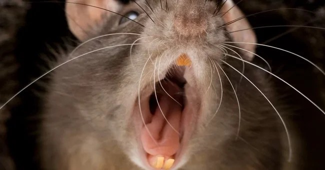 Крыса отгрызла палец прикованной к постели пенсионерки (4 фото)