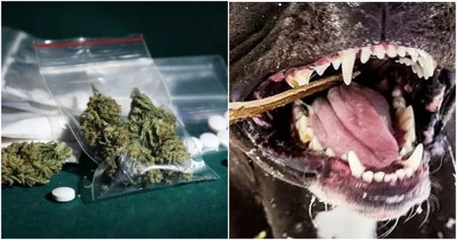 В Ванкувере поймали собак-наркоманов (3 фото)