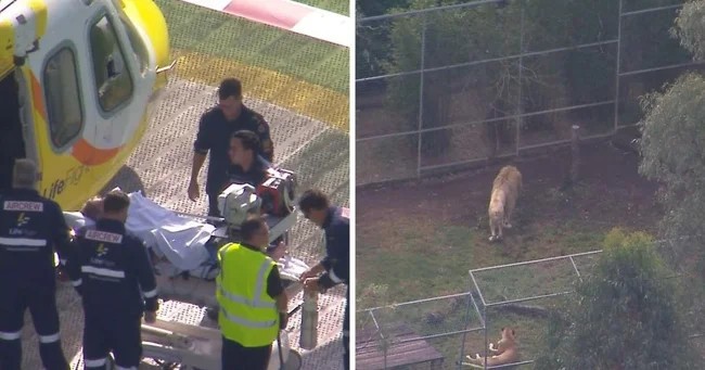 В австралийском зоопарке лев отгрыз женщине руку (4 фото + 1 видео)